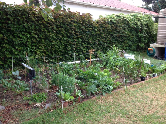 Another view of the vegetable patch.